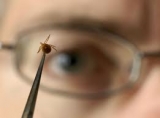 Is Lyme Disease Serious?